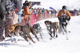 Lenk 2013